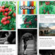 2463876 Preview 590